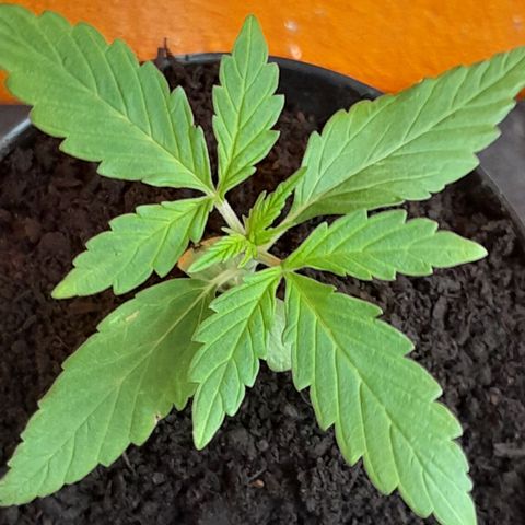RUNA ♡ • (Critical +2) growlog photo: 4 cucharadas de humus de lombriz.  Cubrí hasta las hojas baby