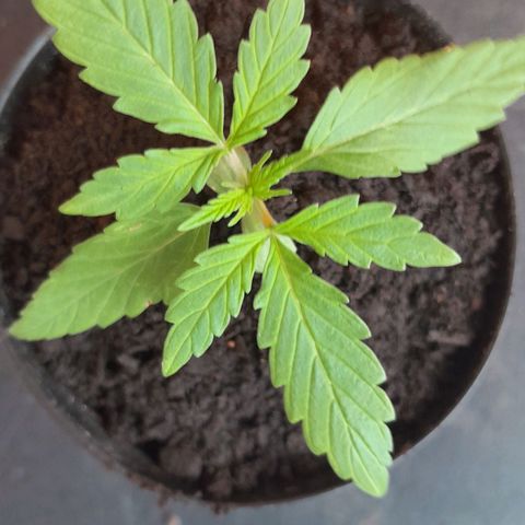 RUNA ♡ • (Critical +2) growlog photo: 4 cucharadas de humus de lombriz.  Cubrí hasta las hojas baby