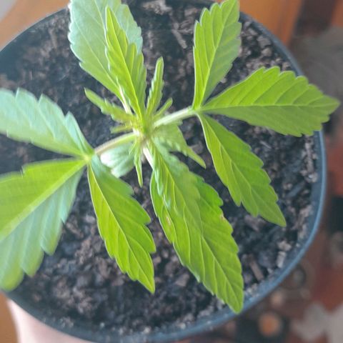 RUNA ♡ • (Critical +2) growlog timeline photo