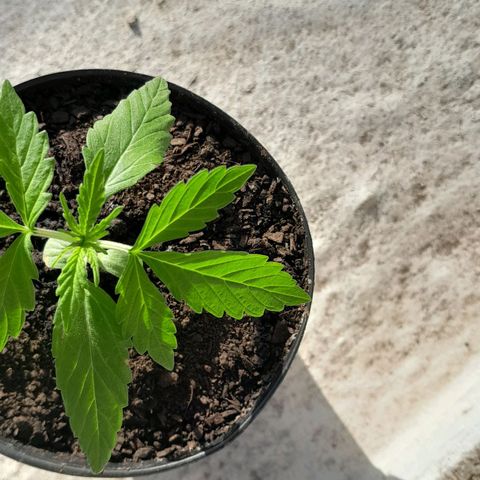 RUNA ♡ • (Critical +2) growlog photo: Regado con agua. Bastante 
