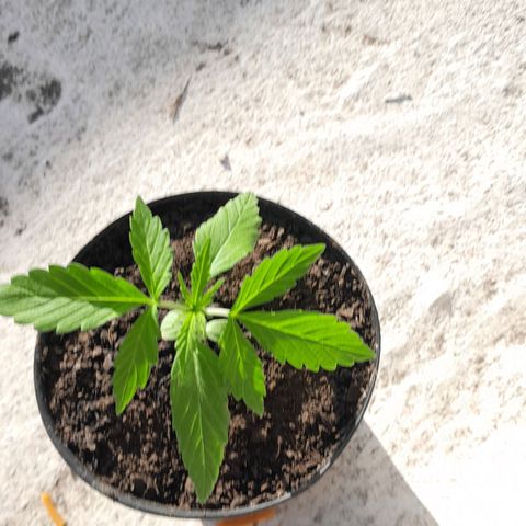 RUNA ♡ • (Critical +2) growlog photo: Regado con agua. Bastante 
