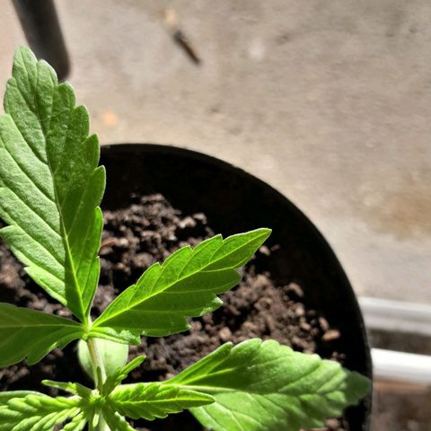 RUNA ♡ • (Critical +2) growlog photo: Regado con agua. Bastante 
