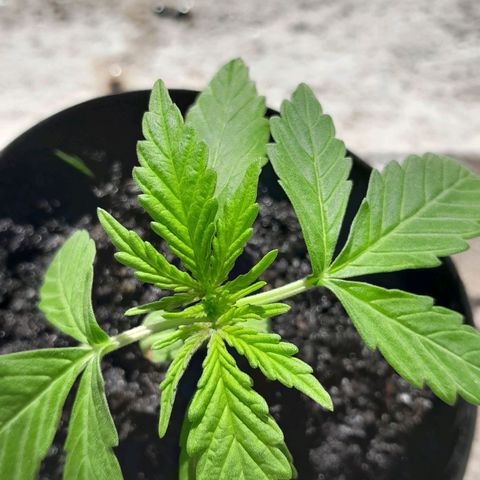 RUNA ♡ • (Critical +2) growlog timeline photo