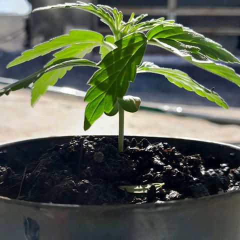 RUNA ♡ • (Critical +2) growlog timeline photo