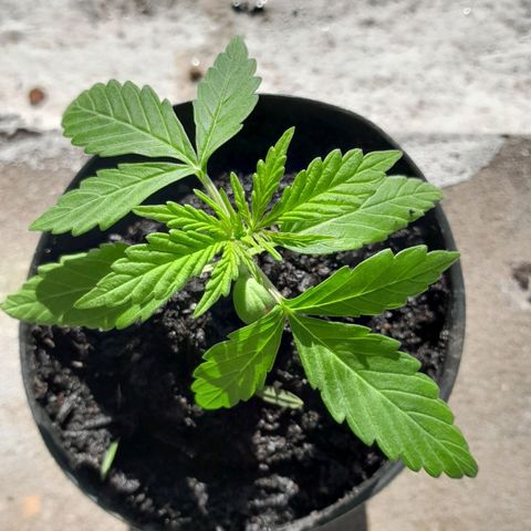 RUNA ♡ • (Critical +2) growlog timeline photo