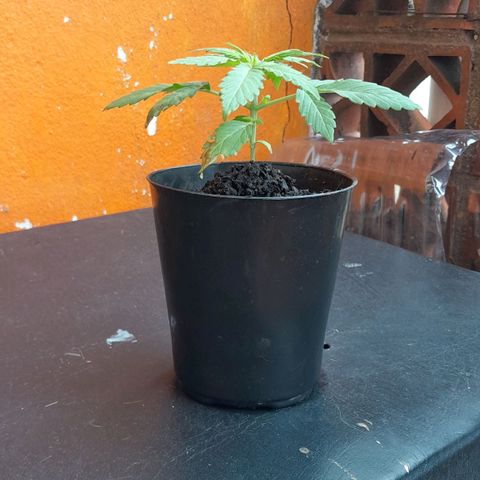 RUNA ♡ • (Critical +2) growlog photo: Día 2 nublado. Posible lluvia esta hermosa