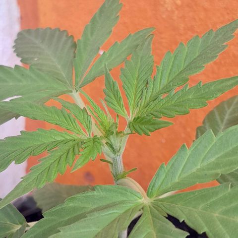 RUNA ♡ • (Critical +2) growlog photo: Hermosa y grande! Sin sol hace 3 días 