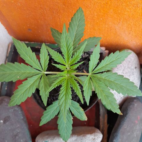 RUNA ♡ • (Critical +2) growlog photo: Hermosa y grande! Sin sol hace 3 días 