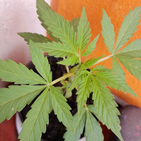 RUNA ♡ • (Critical +2) growlog photo: Hermosa y grande! Sin sol hace 3 días 