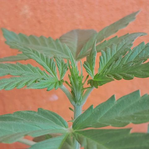 RUNA ♡ • (Critical +2) growlog photo: Hermosa y grande! Sin sol hace 3 días 