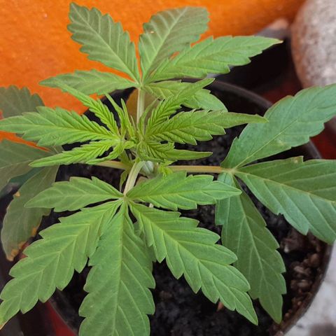 RUNA ♡ • (Critical +2) growlog timeline photo