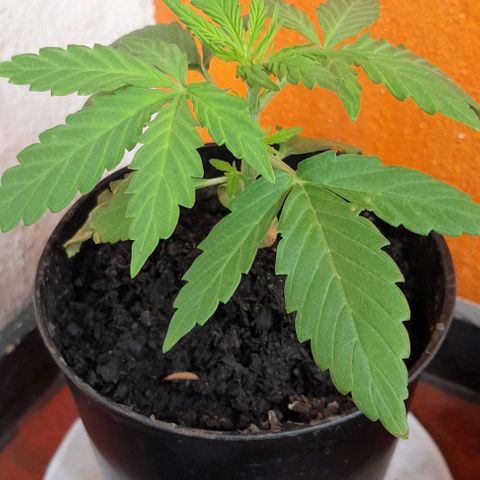 RUNA ♡ • (Critical +2) growlog timeline photo