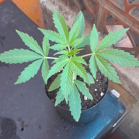 RUNA ♡ • (Critical +2) growlog photo: Hermosa. Salió el sol y subio a la terraza. Esta nublado y hay viento