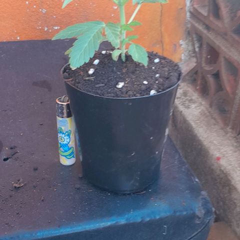 RUNA ♡ • (Critical +2) growlog photo: Hermosa. Salió el sol y subio a la terraza. Esta nublado y hay viento