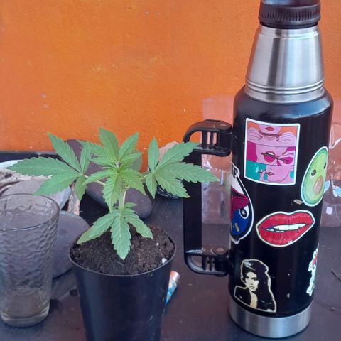 RUNA ♡ • (Critical +2) growlog photo: Hermosa. Salió el sol y subio a la terraza. Esta nublado y hay viento