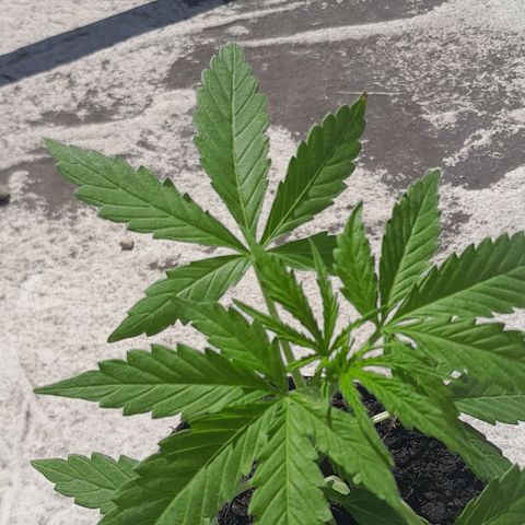 RUNA ♡ • (Critical +2) growlog photo: Solllllll al fin!!! Regada anoche. Esta en la terraza 🥰