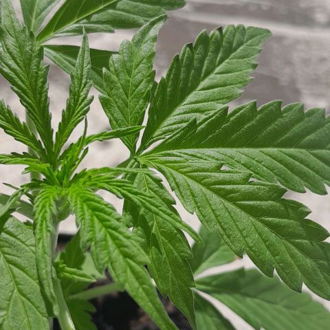 RUNA ♡ • (Critical +2) growlog photo: Solllllll al fin!!! Regada anoche. Esta en la terraza 🥰
