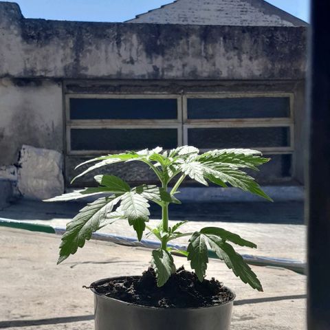 RUNA ♡ • (Critical +2) growlog photo: Solllllll al fin!!! Regada anoche. Esta en la terraza 🥰