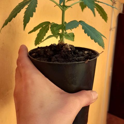RUNA ♡ • (Critical +2) growlog photo: Segundo día del sol en la.terraza! Esta hermosaaaa