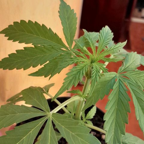 RUNA ♡ • (Critical +2) growlog photo: Segundo día del sol en la.terraza! Esta hermosaaaa