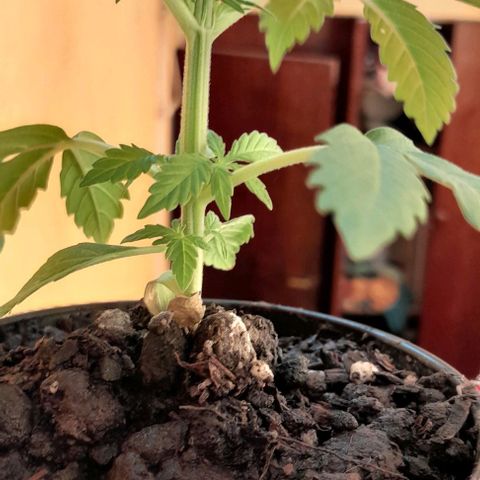 RUNA ♡ • (Critical +2) growlog photo: Segundo día del sol en la.terraza! Esta hermosaaaa