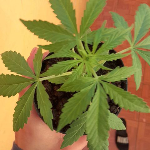 RUNA ♡ • (Critical +2) growlog photo: Segundo día del sol en la.terraza! Esta hermosaaaa