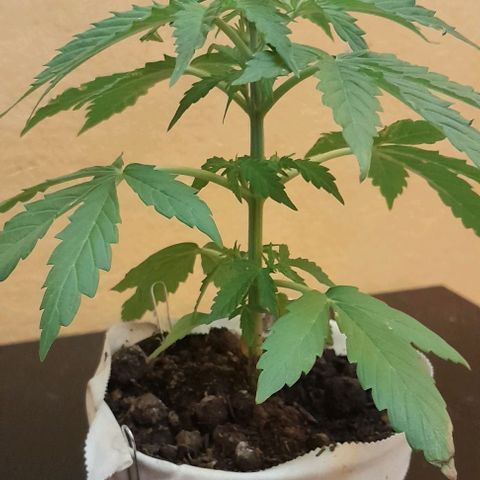 RUNA ♡ • (Critical +2) growlog photo: Ayer lluvia. Hoy nublado. Empezó a florar