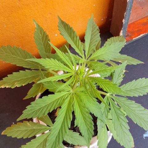 RUNA ♡ • (Critical +2) growlog photo: Ayer lluvia. Hoy nublado. Empezó a florar
