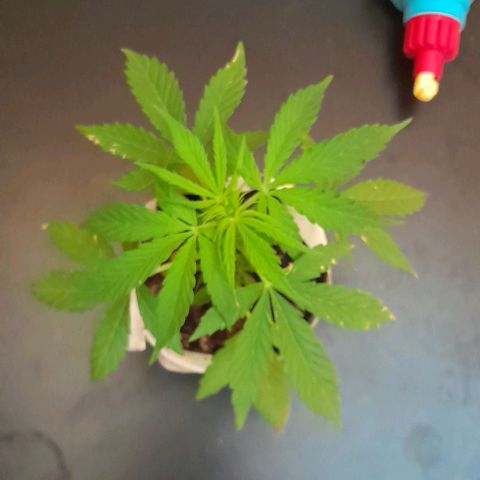 RUNA ♡ • (Critical +2) growlog photo: Ayer lluvia. Hoy nublado. Empezó a florar