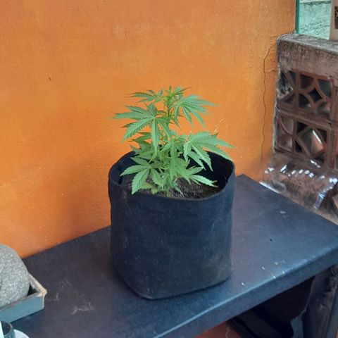 RUNA ♡ • (Critical +2) growlog timeline photo