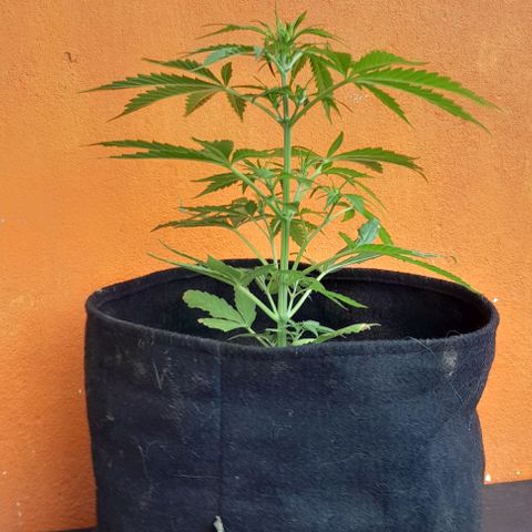 RUNA ♡ • (Critical +2) growlog timeline photo