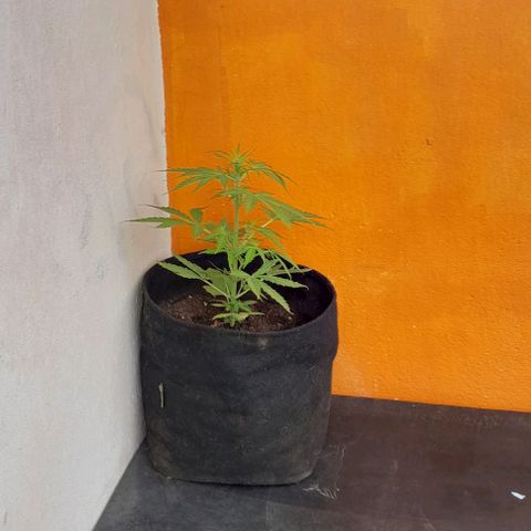 RUNA ♡ • (Critical +2) growlog timeline photo