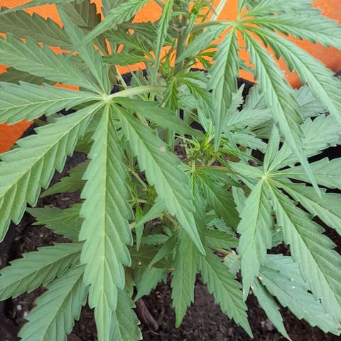 RUNA ♡ • (Critical +2) growlog timeline photo