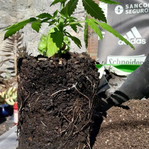 RUNA ♡ • (Critical +2) growlog photo: Pri.er trasplante. Con harina de hueso perlas y tierra mezclada pero mala