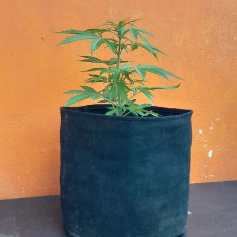 RUNA ♡ • (Critical +2) growlog timeline photo