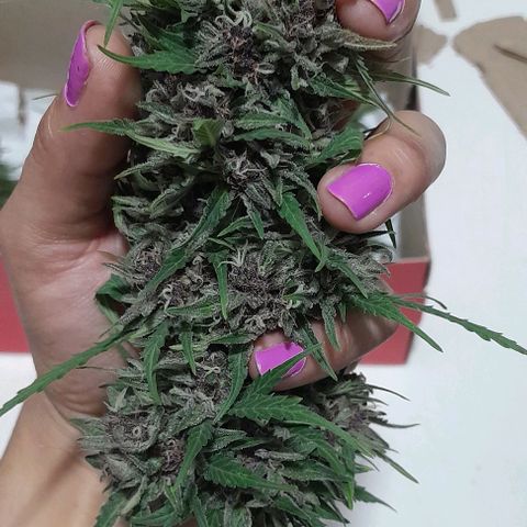 RUNA ♡ • (Critical +2) growlog timeline photo