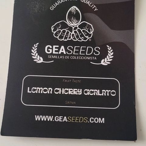 LEMON CHERRY GELATO  growlog photo: Germination 
Lemon Cherry Gelato 