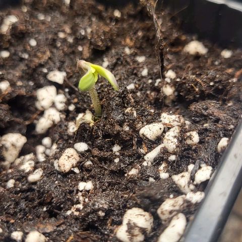 LEMON CHERRY GELATO  growlog photo: Sort de terre 
