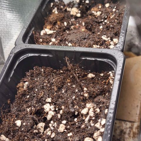 LEMON CHERRY GELATO  growlog photo: Mise en terre après la germination 