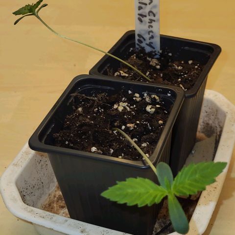 LEMON CHERRY GELATO  growlog photo: Changement de pot