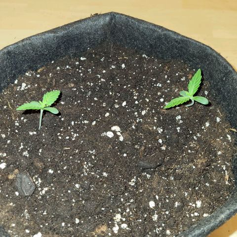 LEMON CHERRY GELATO  growlog photo: Changement de pot
