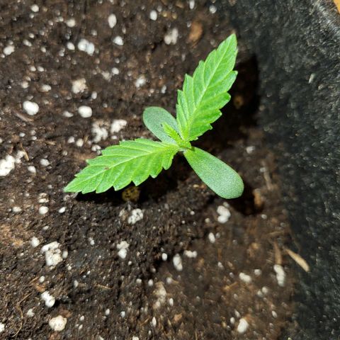 LEMON CHERRY GELATO  growlog photo: Changement de pot