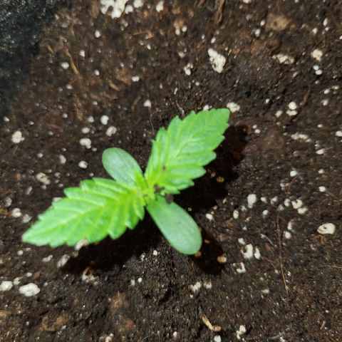 LEMON CHERRY GELATO  growlog photo: Changement de pot