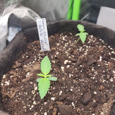 LEMON CHERRY GELATO  growlog timeline photo