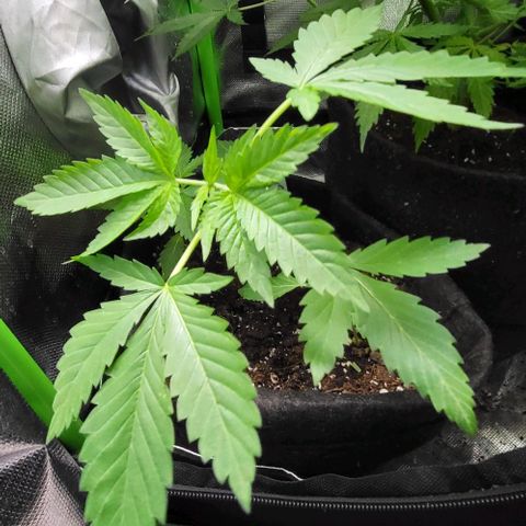 LEMON CHERRY GELATO  growlog photo: De l eau et rien d autre 