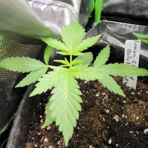 LEMON CHERRY GELATO  growlog photo: De l eau et rien d autre 