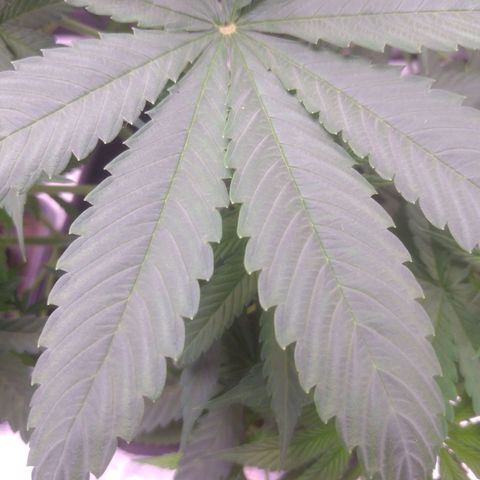 Ticker Haze  growlog photo: Stamm 1.5cm Größe 35+15 cm 