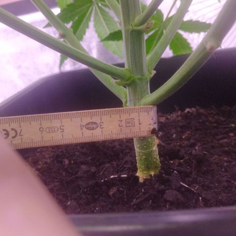 Ticker Haze  growlog photo: Stamm 1.5cm Größe 35+15 cm 