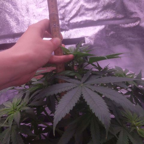 Ticker Haze  growlog photo: Stamm 1.5cm Größe 35+15 cm 