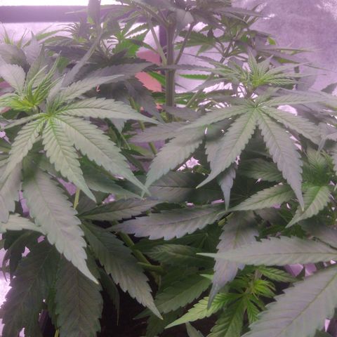 Ticker Haze  growlog timeline photo